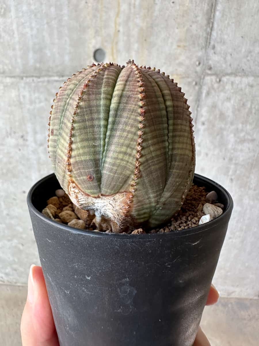 【現品限り】ユーフォルビア・オベサ【D54】 Euphorbia obesa