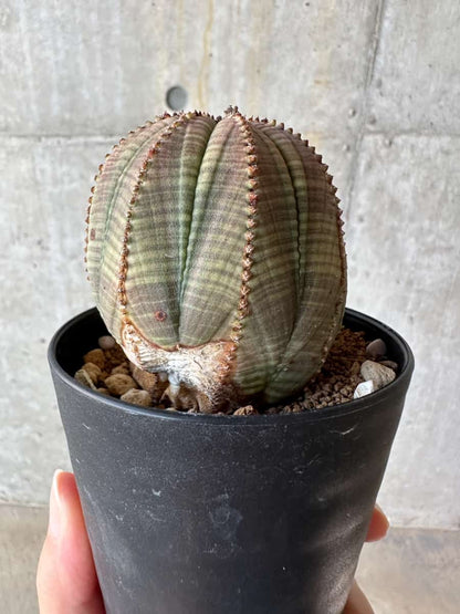 【現品限り】ユーフォルビア・オベサ【D54】 Euphorbia obesa