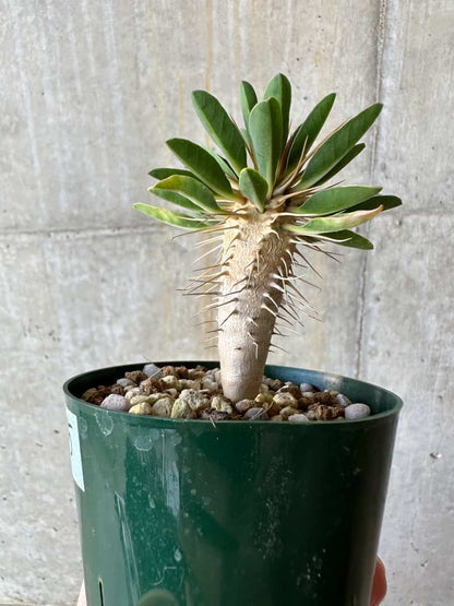 【現品限り】ユーフォルビア・ギラウミニアナ【D55】 Euphorbia guillauminiana