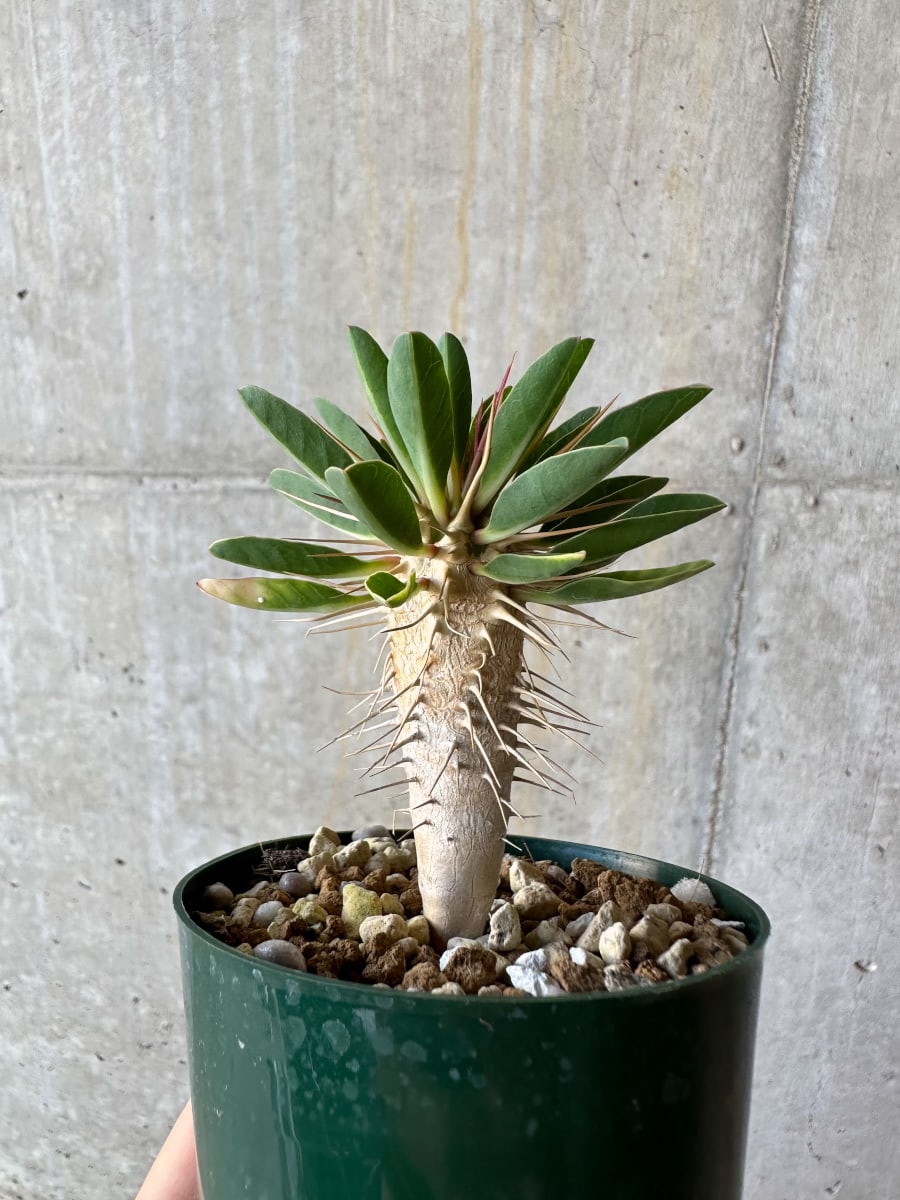 現品限り】ユーフォルビア・ギラウミニアナ【D55】 Euphorbia