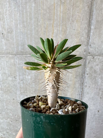 【現品限り】ユーフォルビア・ギラウミニアナ【D55】 Euphorbia guillauminiana