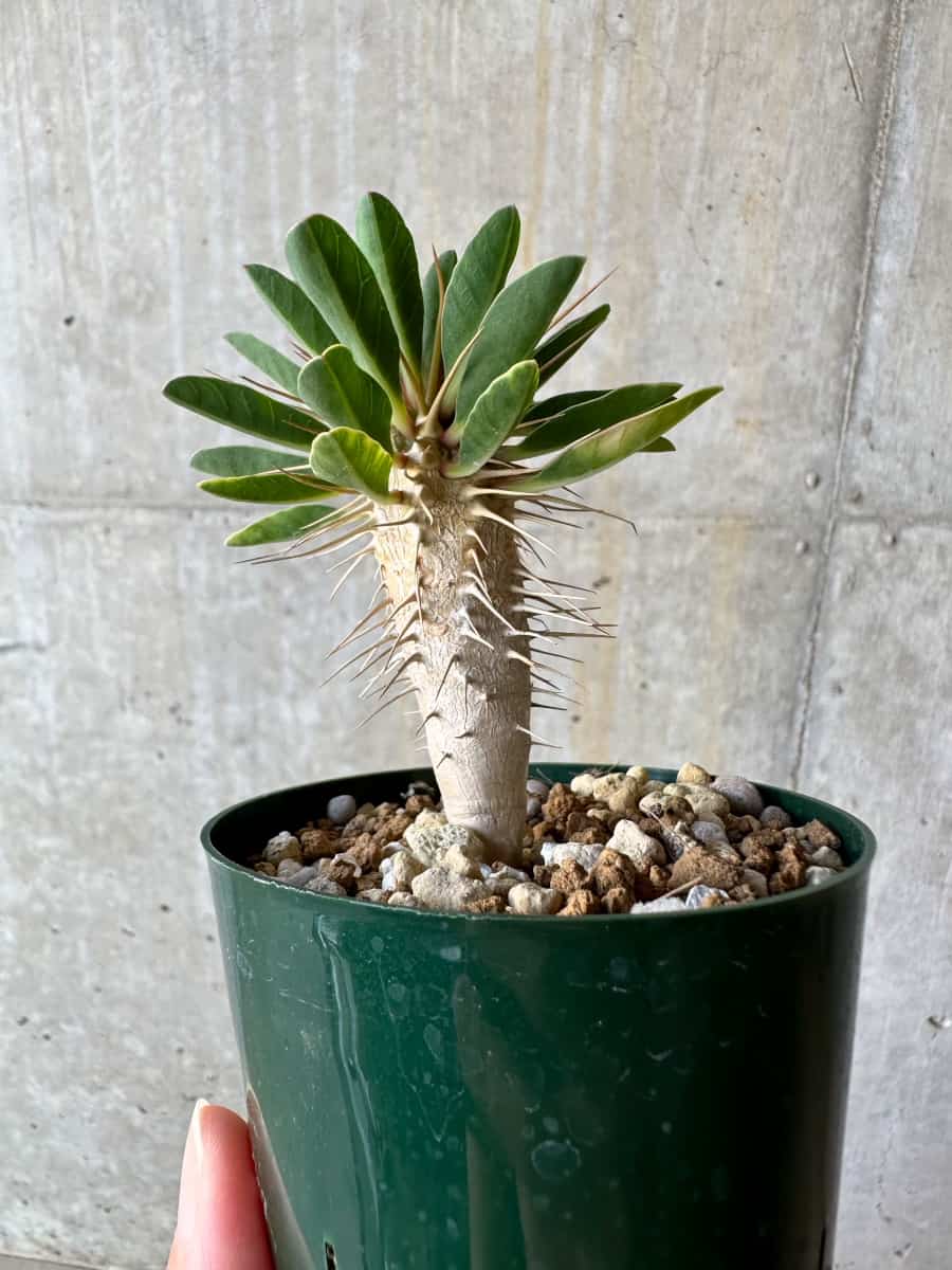 【現品限り】ユーフォルビア・ギラウミニアナ【D55】 Euphorbia guillauminiana