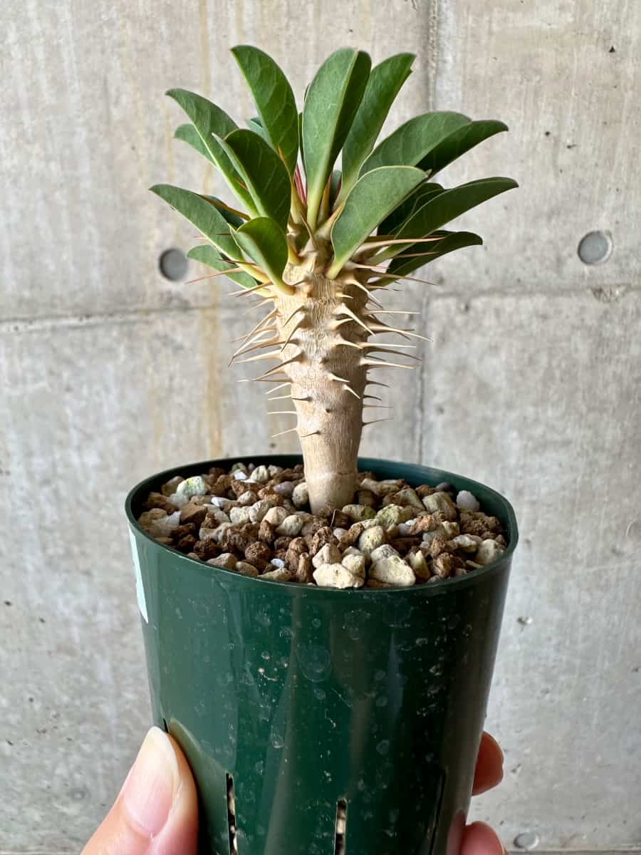 【現品限り】ユーフォルビア・ギラウミニアナ【D56】 Euphorbia guillauminiana