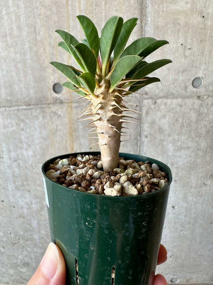 【現品限り】ユーフォルビア・ギラウミニアナ【D56】 Euphorbia guillauminiana