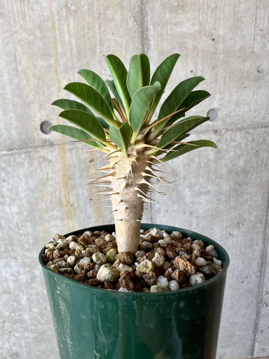 現品限り】ユーフォルビア・ギラウミニアナ【D56】 Euphorbia