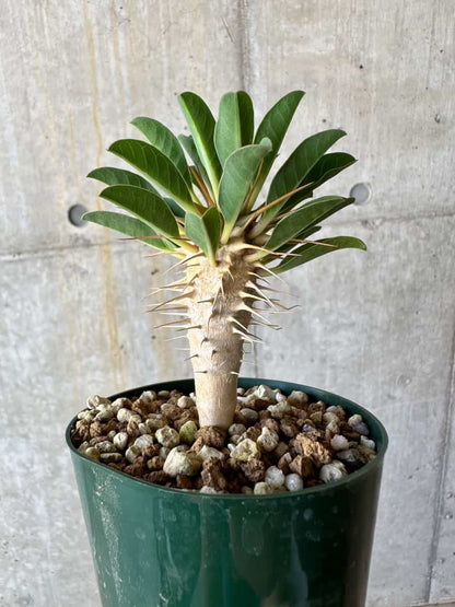 【現品限り】ユーフォルビア・ギラウミニアナ【D56】 Euphorbia guillauminiana