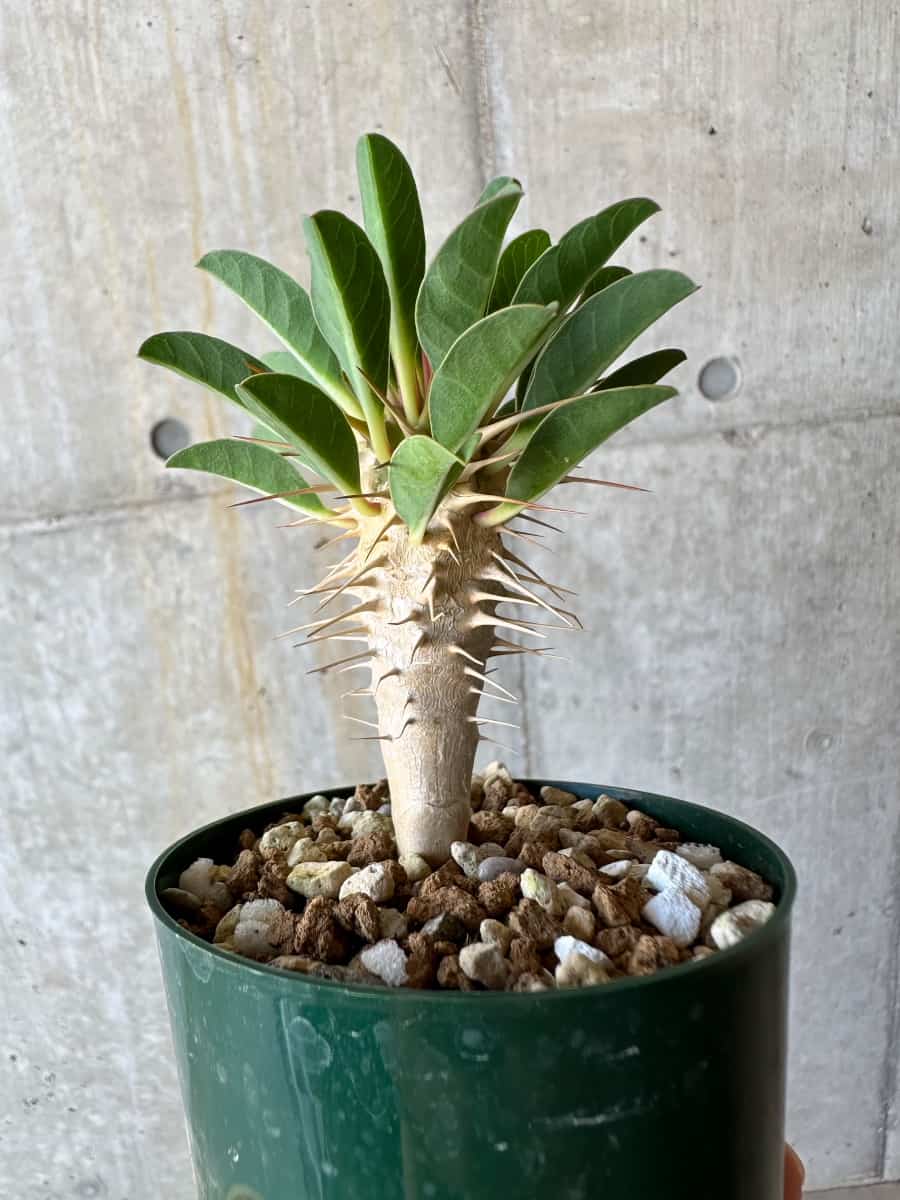現品限り】ユーフォルビア・ギラウミニアナ【D56】 Euphorbia