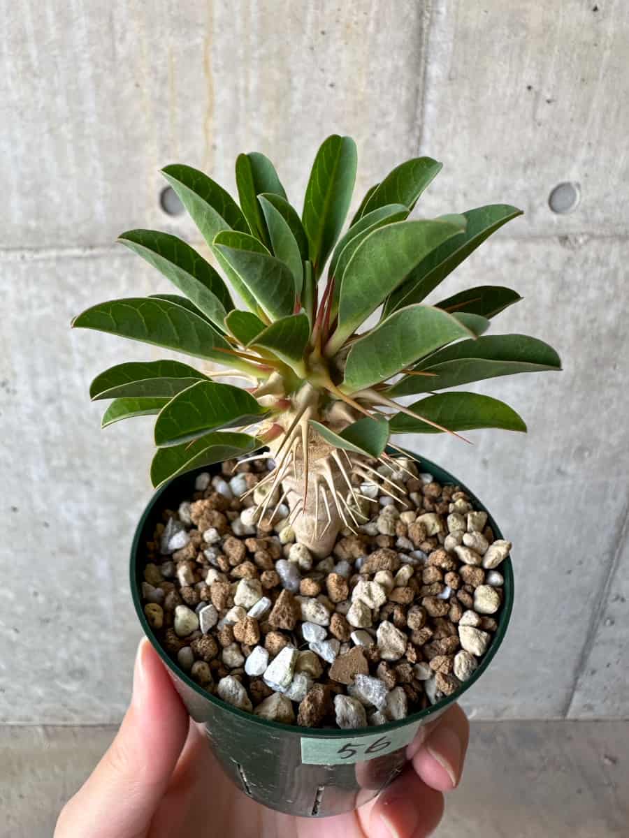 現品限り】ユーフォルビア・ギラウミニアナ【D56】 Euphorbia