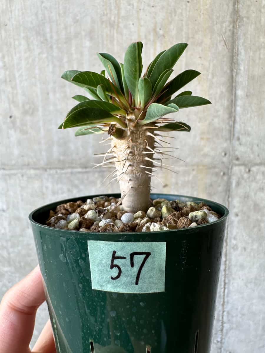 【現品限り】ユーフォルビア・ギラウミニアナ【D57】 Euphorbia guillauminiana