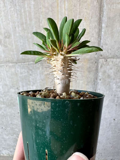 【現品限り】ユーフォルビア・ギラウミニアナ【D57】 Euphorbia guillauminiana