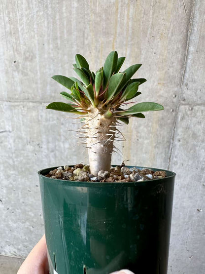 【現品限り】ユーフォルビア・ギラウミニアナ【D57】 Euphorbia guillauminiana