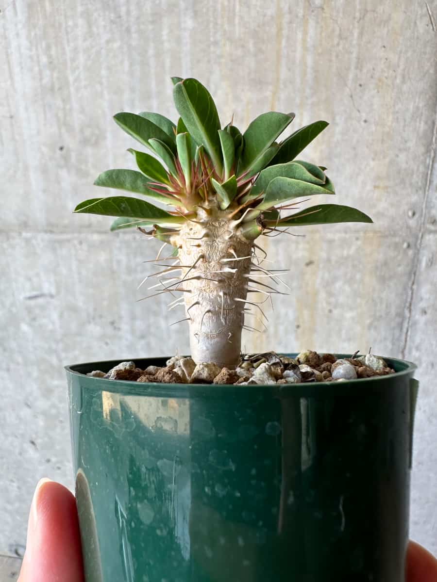 【現品限り】ユーフォルビア・ギラウミニアナ【D57】 Euphorbia guillauminiana