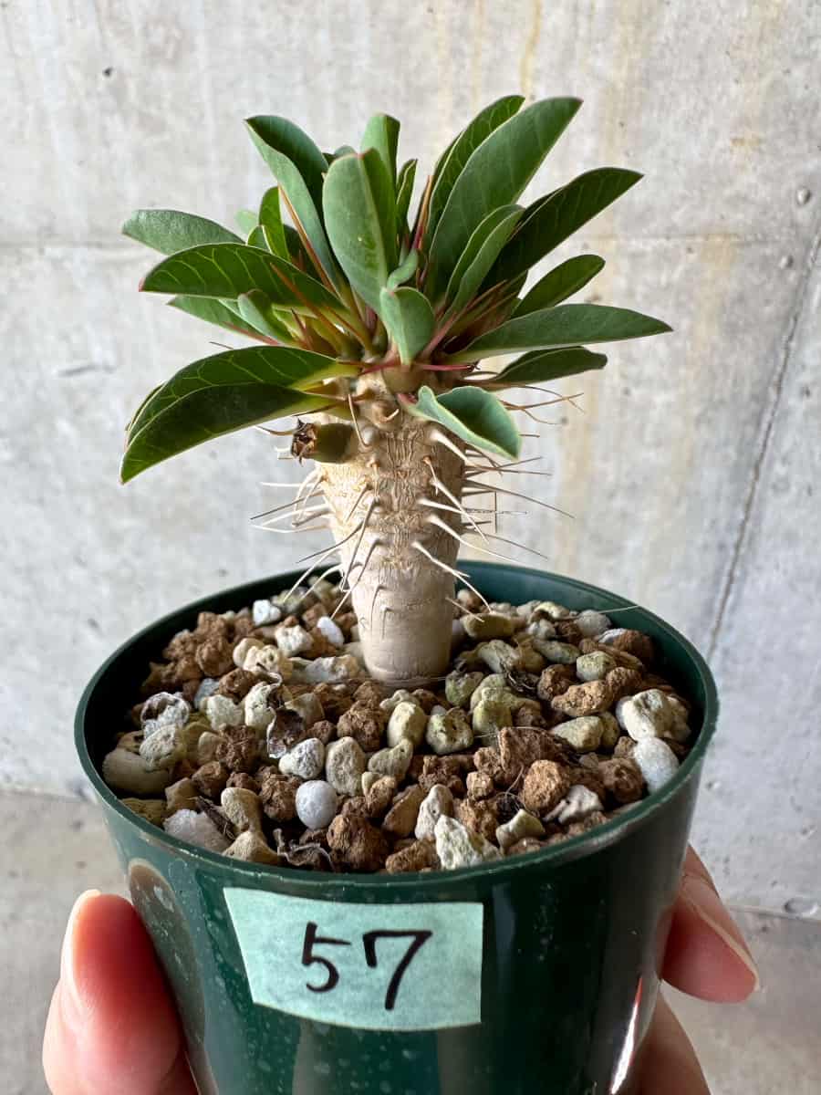 【現品限り】ユーフォルビア・ギラウミニアナ【D57】 Euphorbia guillauminiana