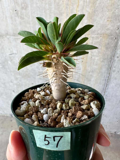 【現品限り】ユーフォルビア・ギラウミニアナ【D57】 Euphorbia guillauminiana