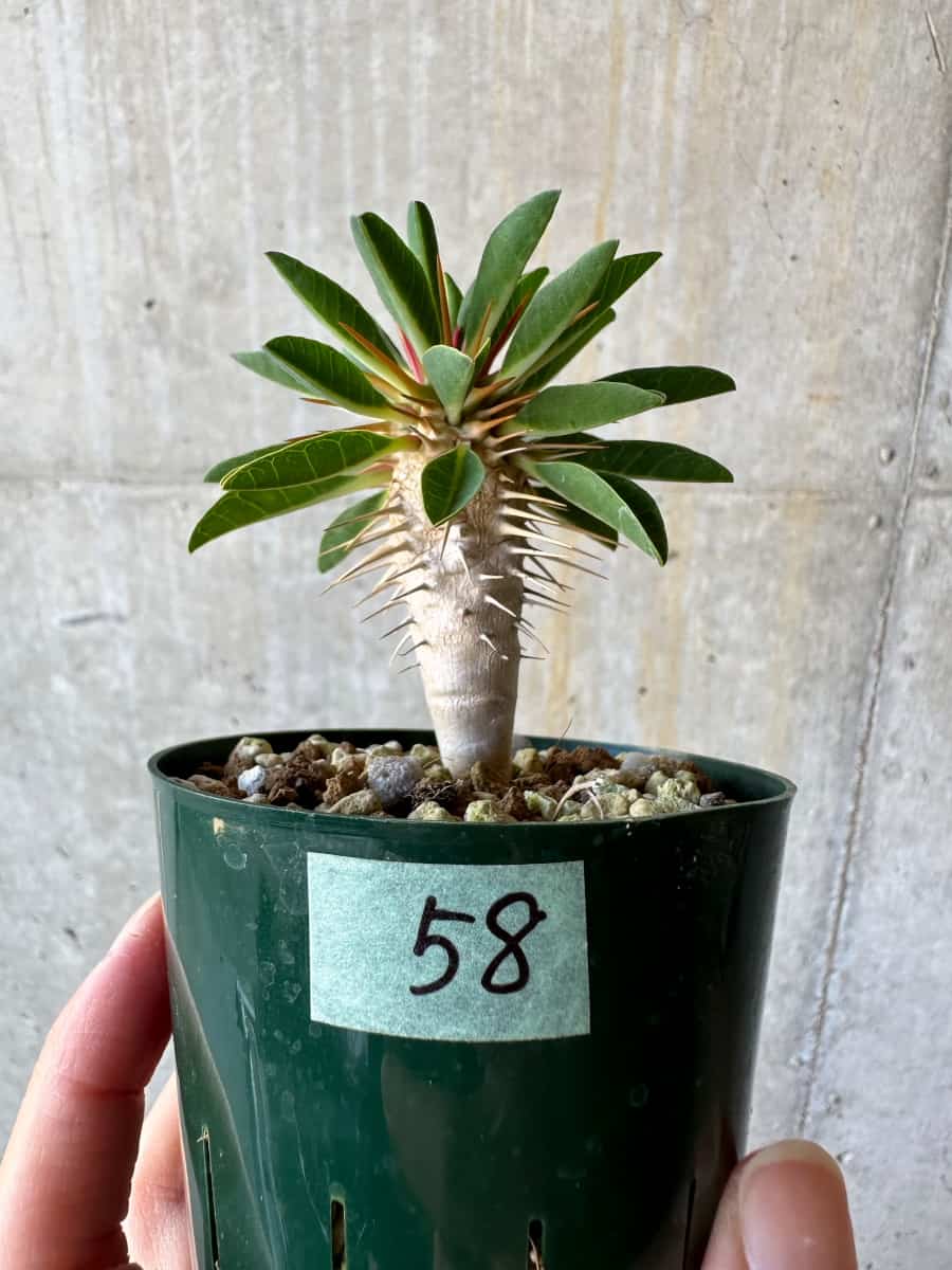 【現品限り】ユーフォルビア・ギラウミニアナ【D58】 Euphorbia guillauminiana