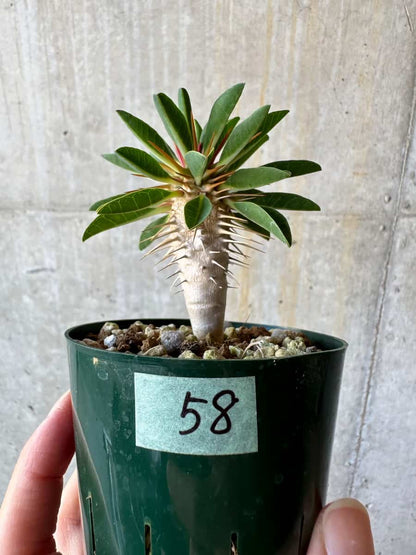 【現品限り】ユーフォルビア・ギラウミニアナ【D58】 Euphorbia guillauminiana