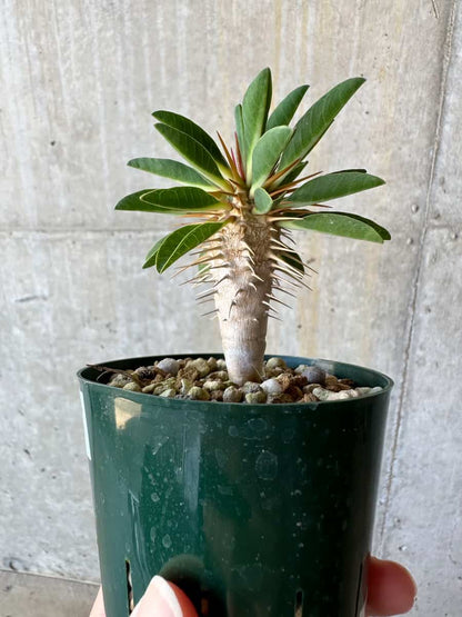 【現品限り】ユーフォルビア・ギラウミニアナ【D58】 Euphorbia guillauminiana