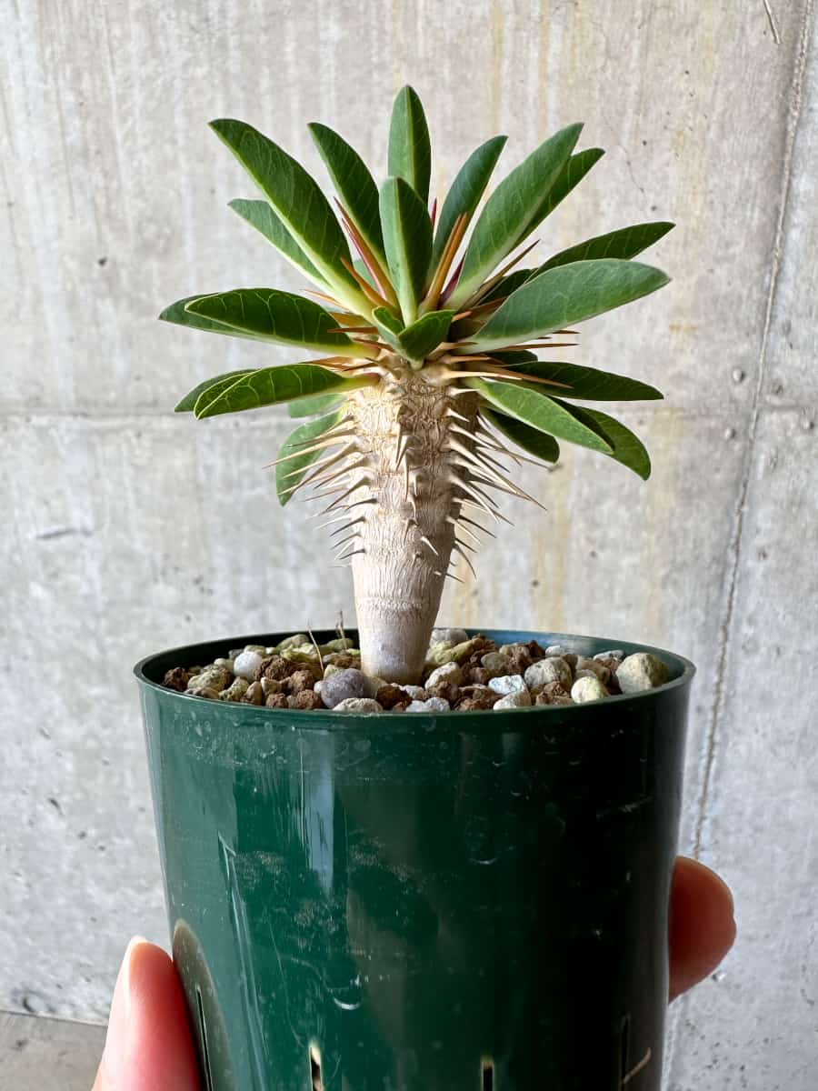 現品限り】ユーフォルビア・ギラウミニアナ【D58】 Euphorbia
