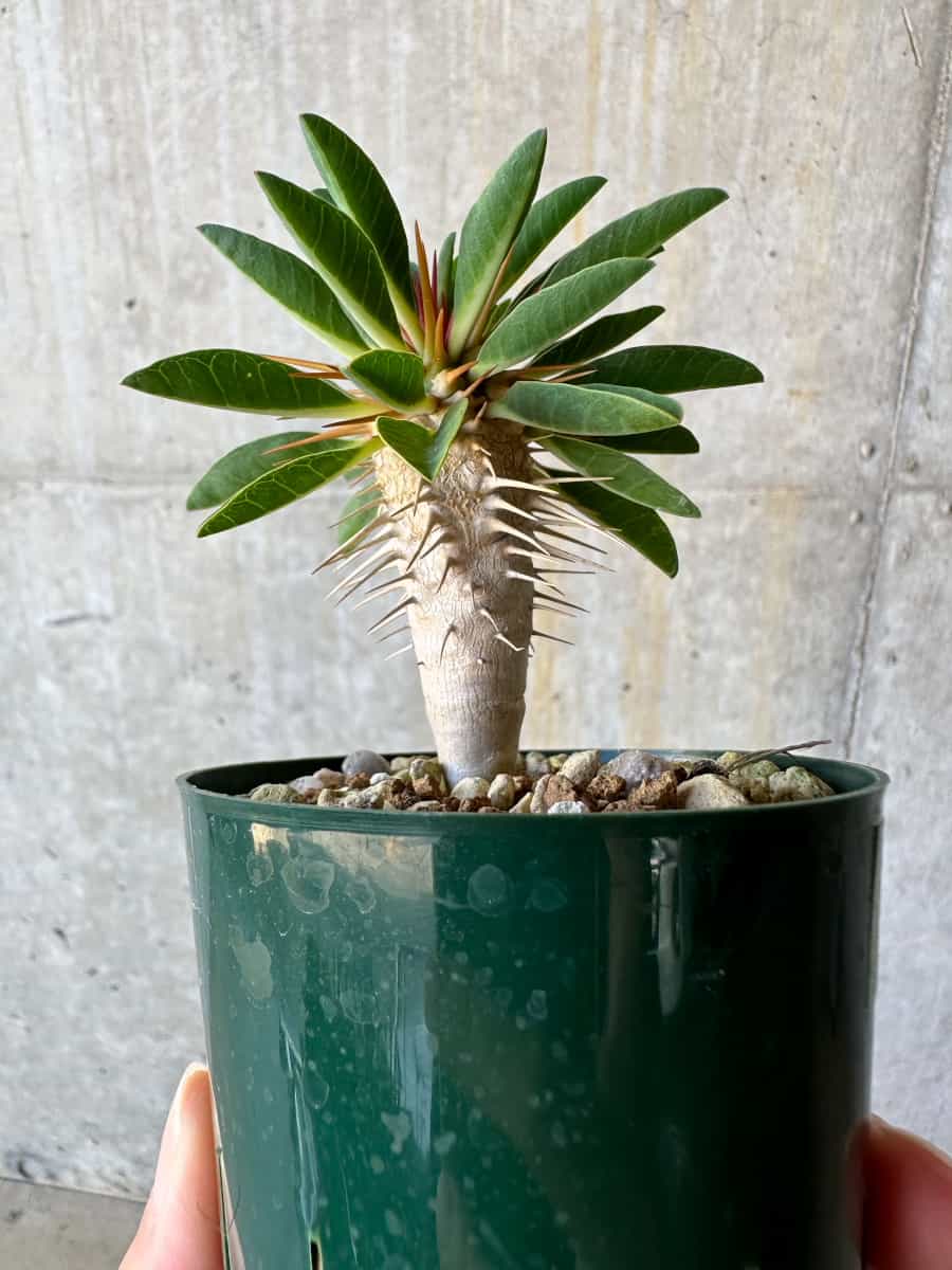 【現品限り】ユーフォルビア・ギラウミニアナ【D58】 Euphorbia guillauminiana