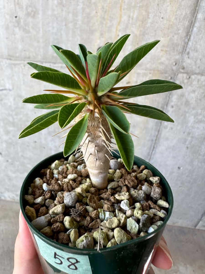 【現品限り】ユーフォルビア・ギラウミニアナ【D58】 Euphorbia guillauminiana