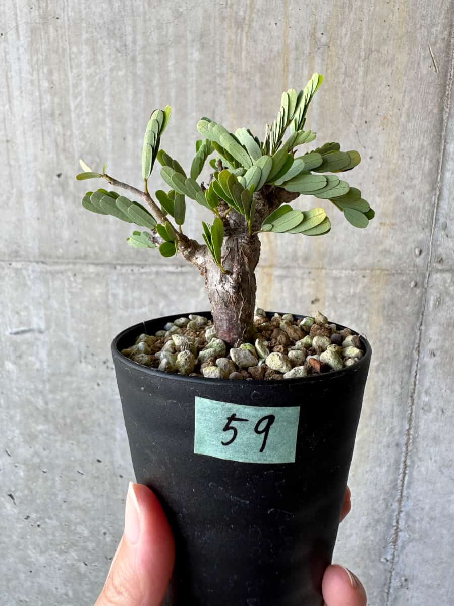 【現品限り】センナ・メリディオナリス 実生【D59】 Senna meridionalis