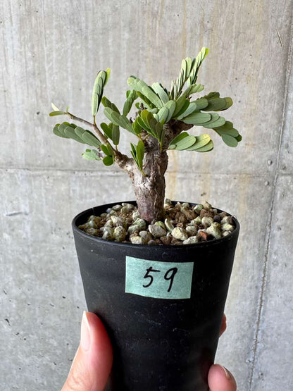 【現品限り】センナ・メリディオナリス 実生【D59】 Senna meridionalis