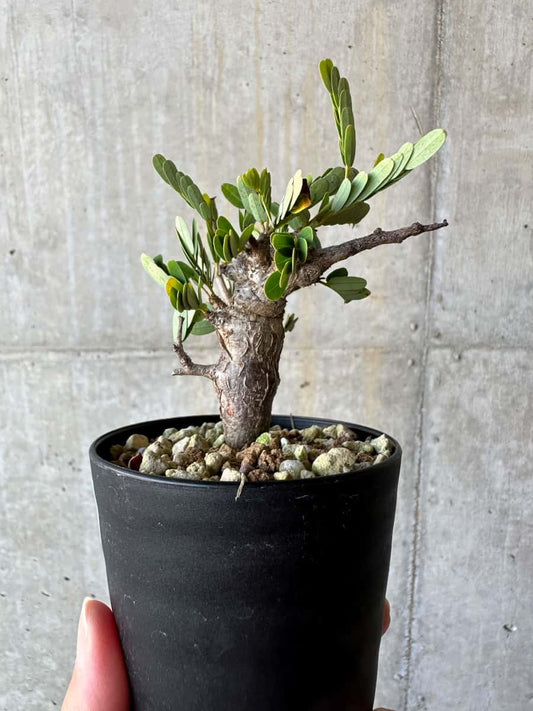 【現品限り】センナ・メリディオナリス 実生【D59】 Senna meridionalis