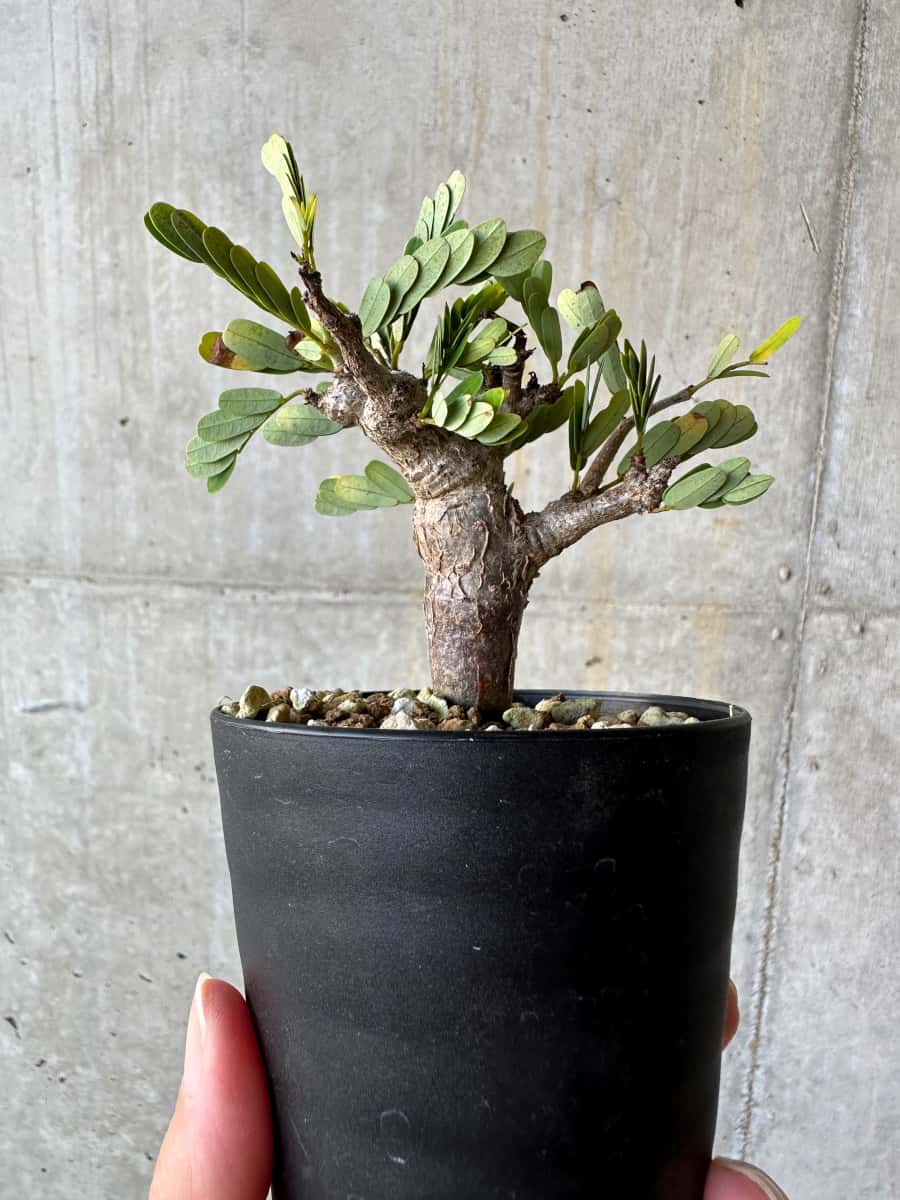 【現品限り】センナ・メリディオナリス 実生【D59】 Senna meridionalis