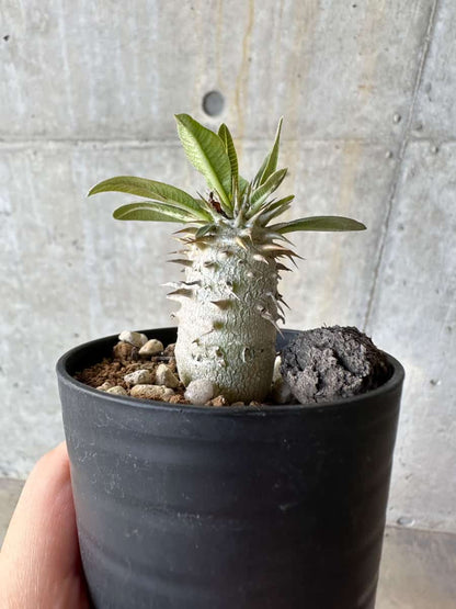 【現品限り】パキポディウム・恵比寿笑い 白花【D5】 Pachypodium brevicaule leucoxanthum