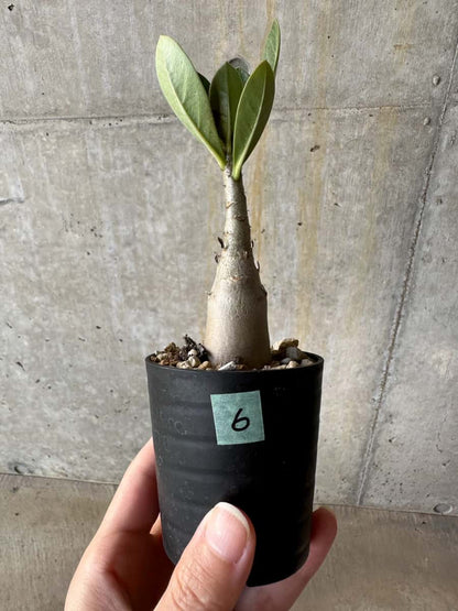 【現品限り】アデニウム・アラビカム(TDD)【D6】 Adenium arabicum(TDD)