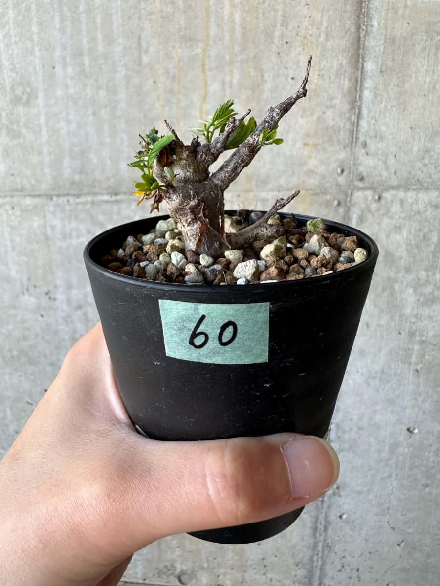 【現品限り】センナ・メリディオナリス 実生【D60】 Senna meridionalis