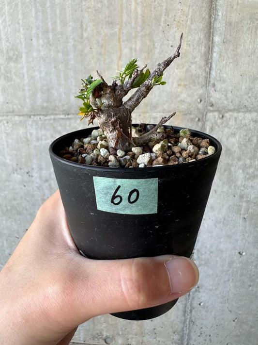 【現品限り】センナ・メリディオナリス 実生【D60】 Senna meridionalis