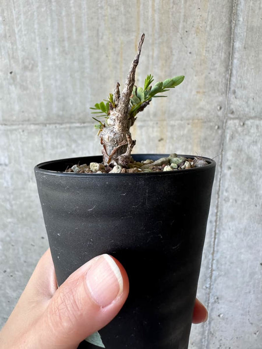 【現品限り】センナ・メリディオナリス 実生【D60】 Senna meridionalis