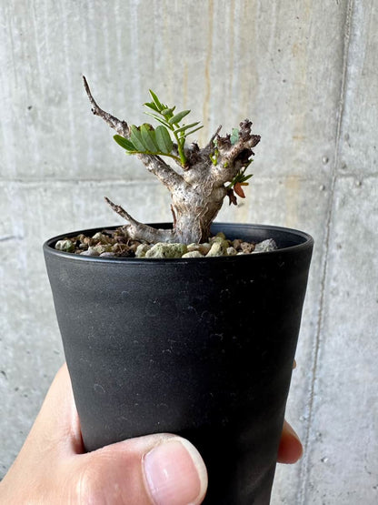 【現品限り】センナ・メリディオナリス 実生【D60】 Senna meridionalis