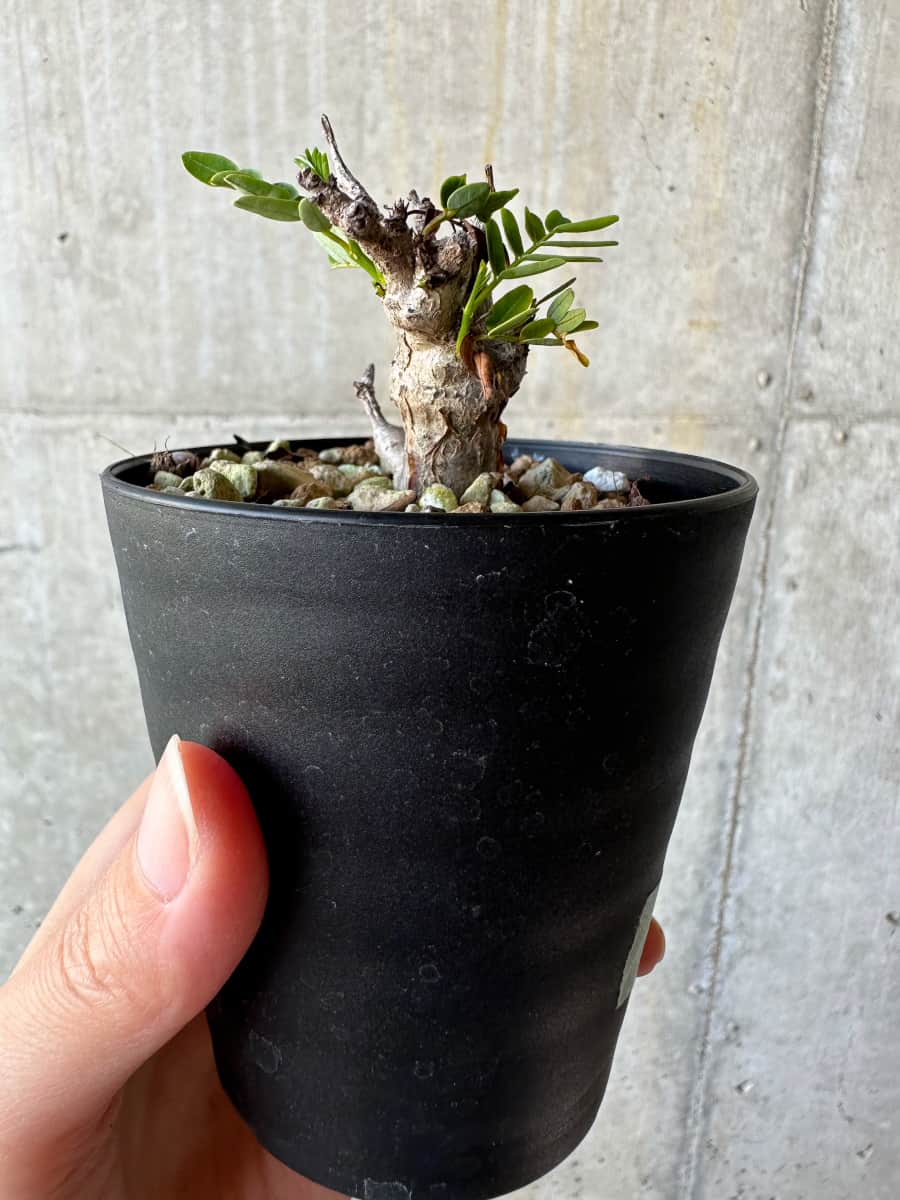 【現品限り】センナ・メリディオナリス 実生【D60】 Senna meridionalis