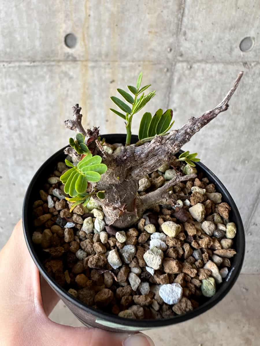 【現品限り】センナ・メリディオナリス 実生【D60】 Senna meridionalis