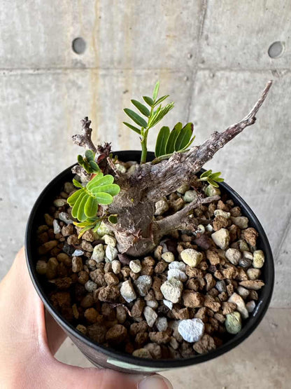 【現品限り】センナ・メリディオナリス 実生【D60】 Senna meridionalis