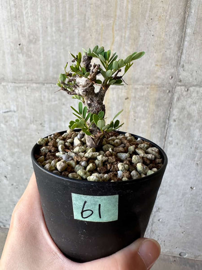 【現品限り】センナ・メリディオナリス 実生【D61】 Senna meridionalis