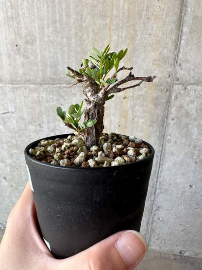 【現品限り】センナ・メリディオナリス 実生【D61】 Senna meridionalis