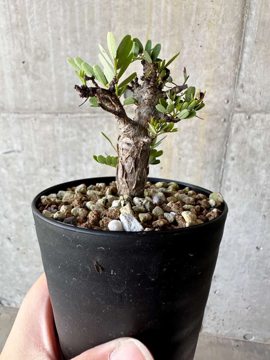 【現品限り】センナ・メリディオナリス 実生【D61】 Senna meridionalis