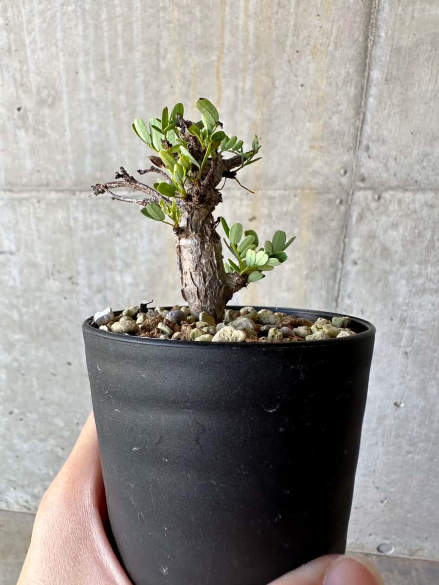 【現品限り】センナ・メリディオナリス 実生【D61】 Senna meridionalis