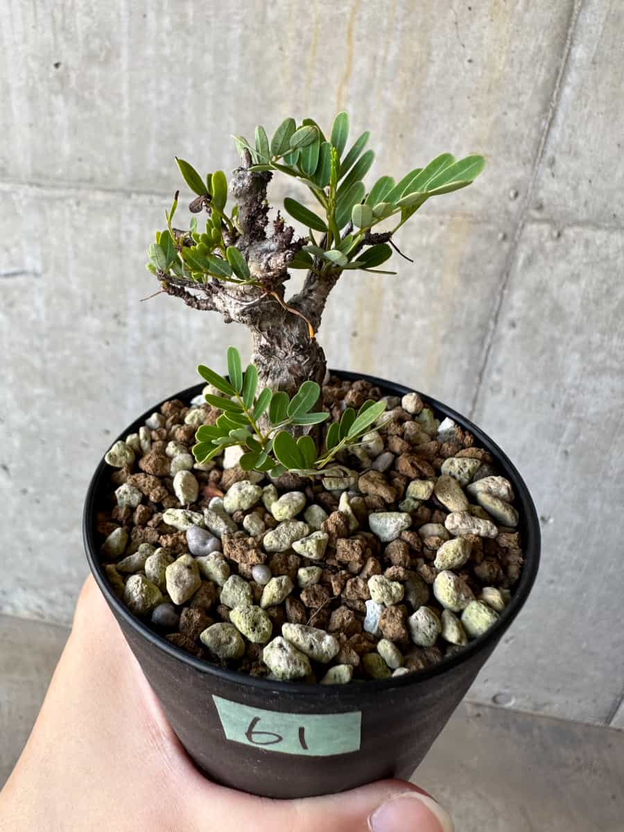 【現品限り】センナ・メリディオナリス 実生【D61】 Senna meridionalis