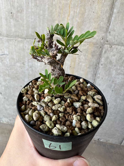 【現品限り】センナ・メリディオナリス 実生【D61】 Senna meridionalis