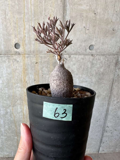 【現品限り】キフォステンマ・モンタグナッキー抜き苗輸入後２年管理【D63】 Cyphostemma montagnacii