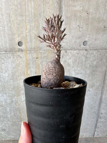 【現品限り】キフォステンマ・モンタグナッキー抜き苗輸入後２年管理【D63】 Cyphostemma montagnacii