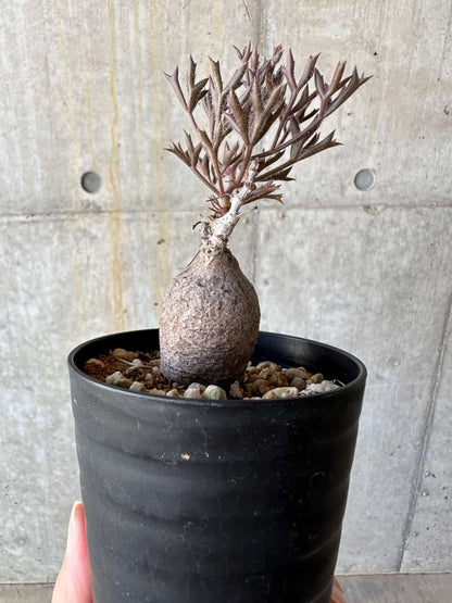 【現品限り】キフォステンマ・モンタグナッキー抜き苗輸入後２年管理【D63】 Cyphostemma montagnacii