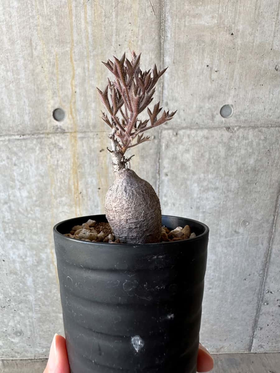 【現品限り】キフォステンマ・モンタグナッキー抜き苗輸入後２年管理【D63】 Cyphostemma montagnacii