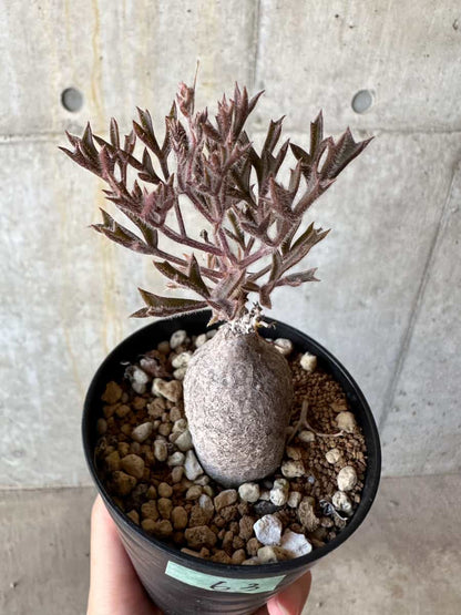 【現品限り】キフォステンマ・モンタグナッキー抜き苗輸入後２年管理【D63】 Cyphostemma montagnacii