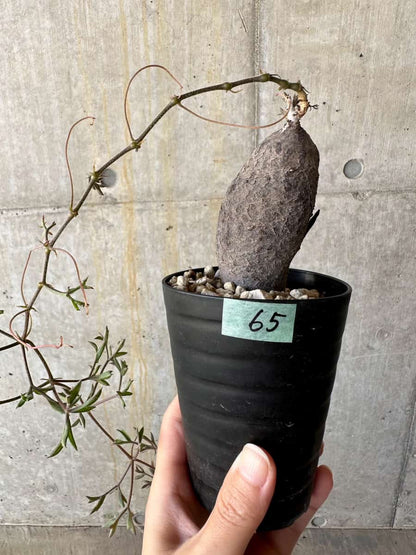 【現品限り】キフォステンマ・モンタグナッキー抜き苗輸入後２年管理【D65】 Cyphostemma montagnacii