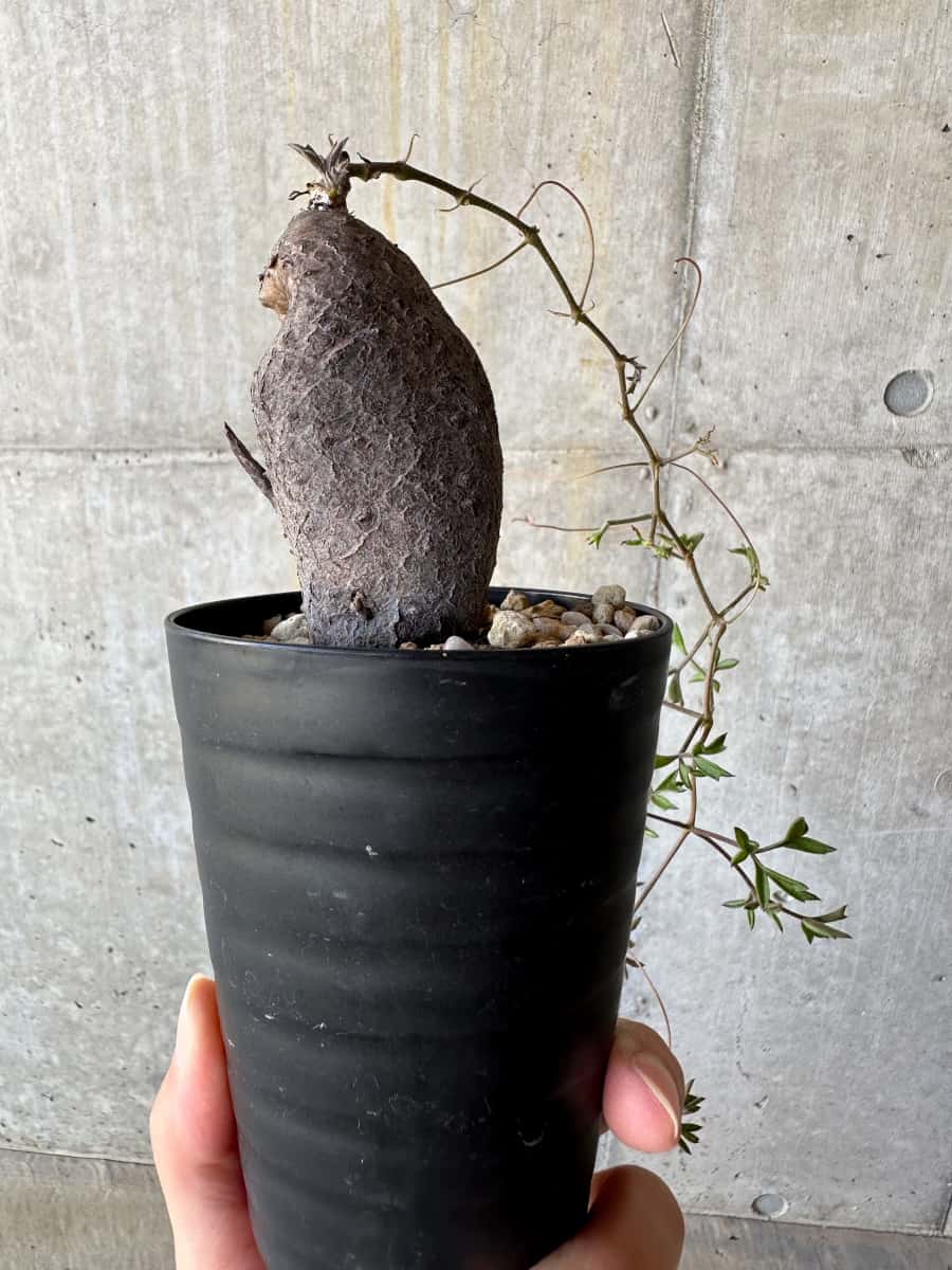 【現品限り】キフォステンマ・モンタグナッキー抜き苗輸入後２年管理【D65】 Cyphostemma montagnacii